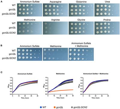 A Conserved Gcn2-Gcn4 Axis Links Methionine Utilization and the Oxidative Stress Response in Cryptococcus neoformans